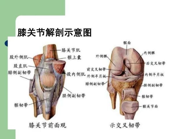 关节腔有关节滑液膝关节的构造让它的衰老提前或者意外受伤错误姿势和