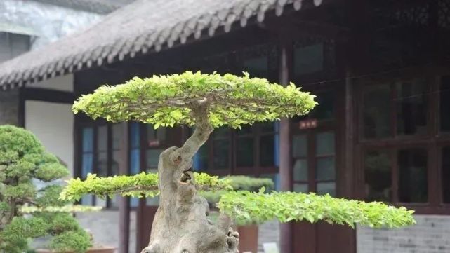 风格独特的盆景,苍古清秀,灵巧飘逸!