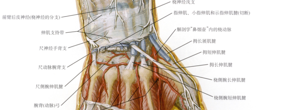 握拳桡偏 桡侧腕长伸肌腱(1),桡侧腕短伸肌建(2)对抗阻力伸展腕关节