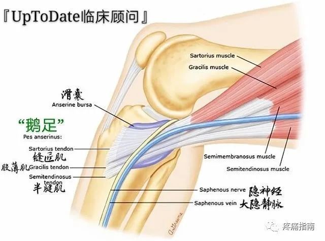 鹅足滑囊炎