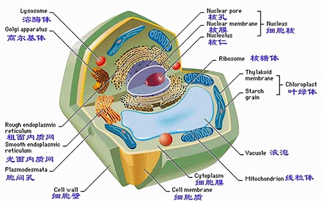 植物的细胞结构图也证明了植物中的每一个活性细胞都记录着植物的全部