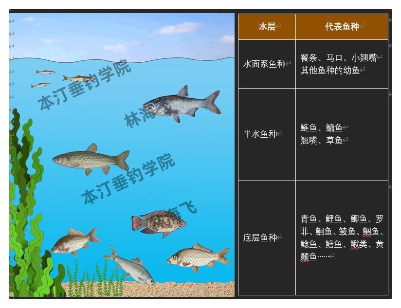 1)水面系鱼种水面系鱼种多为小形体鱼种或者某些鱼类的幼鱼,比如餐条