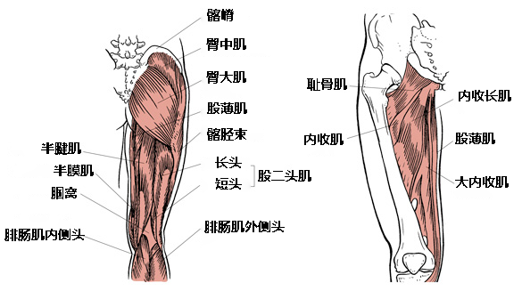 负责伸髋的肌肉,特别是较大的肌肉,如臀大肌,股二头肌,半膜肌,半腱肌
