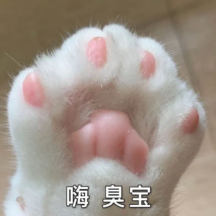 超可爱的猫爪表情包总有一款肉垫适合你