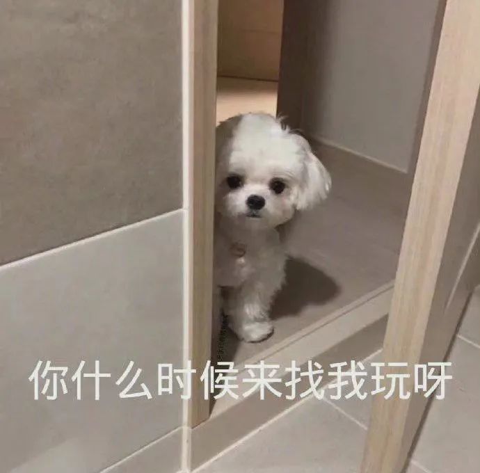 表情包赐我一个对象吧
