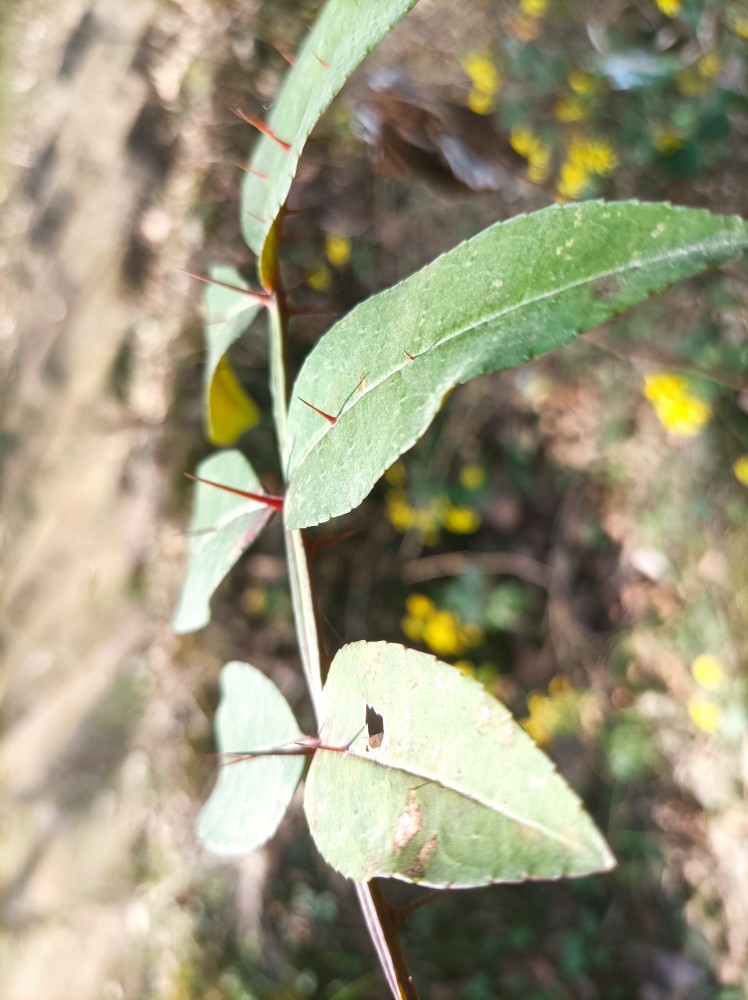 被现代人刻意边缘化的大自然馈赠之野生草药两面针