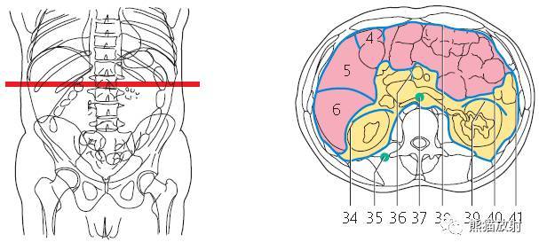 下腔静脉;4.胆囊;5.结肠右曲;6.十二指肠;7.