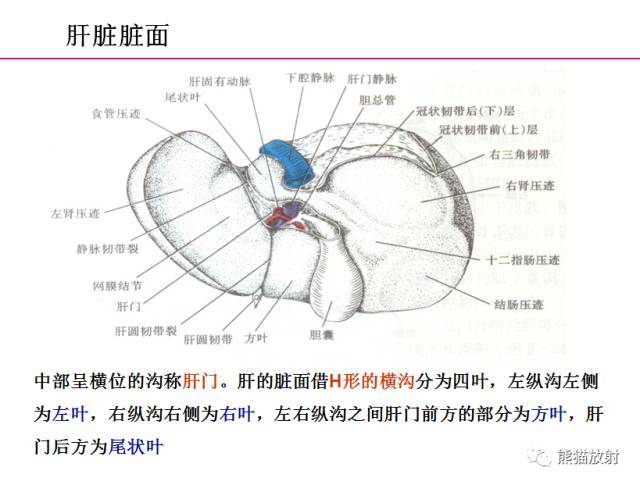 肝右叶;2.腹外斜肌;3.下腔静脉;4.肝尾状叶;5.肝左叶;6.腹白线;7.