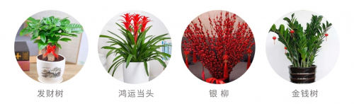 过年买年花,新年有钱花,虎年年花怎么选?