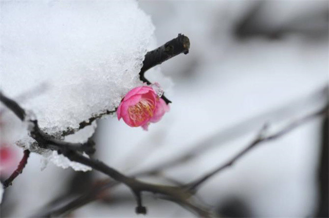 冰雪梅花绝句六首:只见开时冰雪冻,不知花里有春风