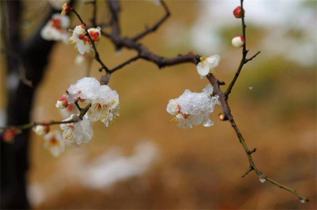 冰雪梅花绝句六首:只见开时冰雪冻,不知花里有春风