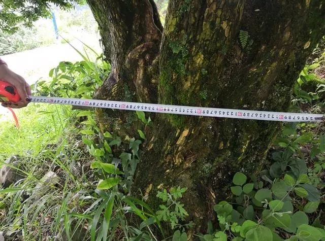 据周大叔介绍,这十棵树龄五百年左右的雀舌黄杨,最小树茎十公分,最大