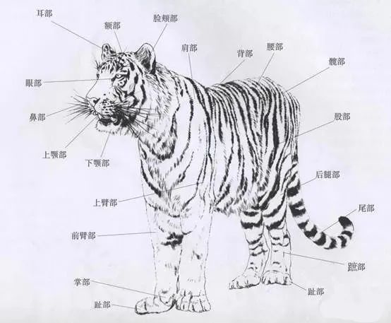 国画技法工笔老虎的画法形态丝毛步骤要点