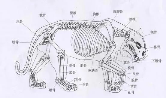 国画技法工笔老虎的画法形态丝毛步骤要点