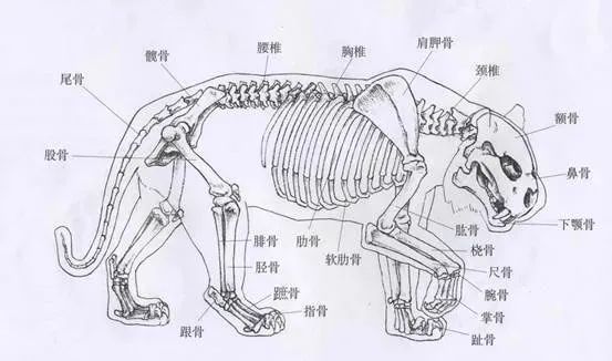 虎的骨骼结构与其它猫科动物一样,虎的骨骼坚硬,棱角分明,肩胛骨高耸