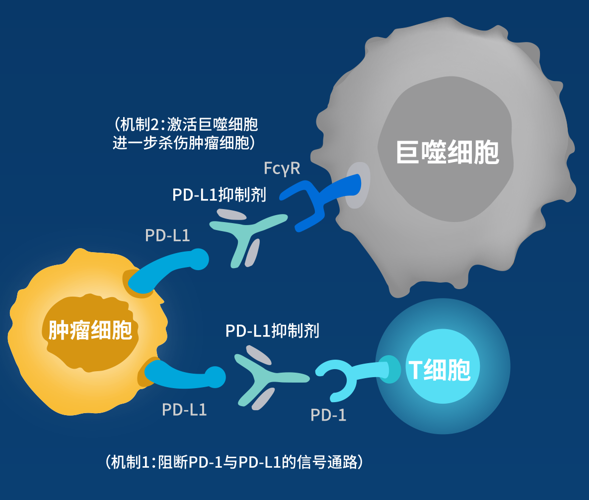 不仅可以阻断肿瘤细胞表面的 pd-l1 与 t 细胞表面的 pd-1 结合