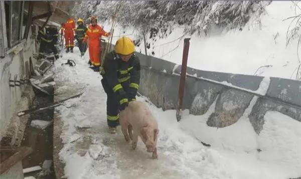 热点贵州一养猪场600多头生猪被困风雪中命悬一线