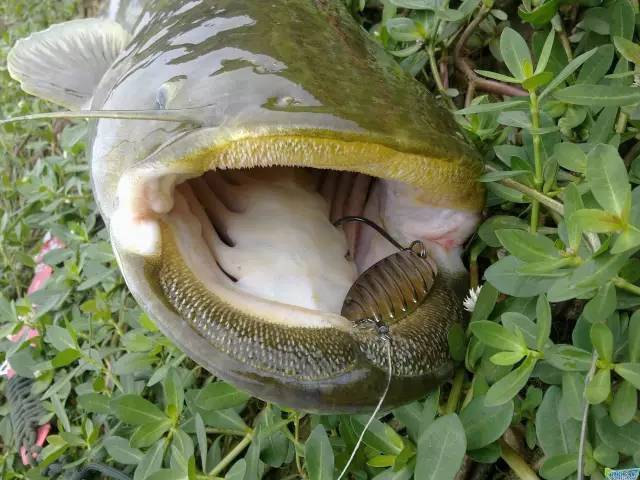 钓鱼这么多年这20种鱼都认识吗