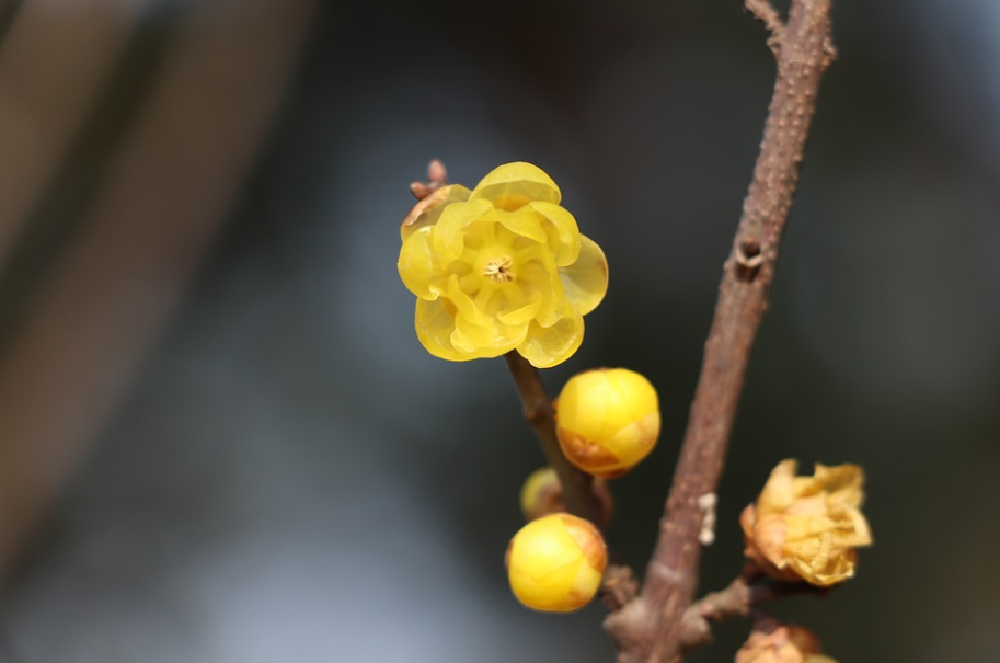 夏腊梅是蜡梅科夏蜡梅属,不是蜡梅属的.
