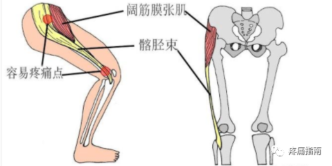 阔筋膜张肌和臀大肌是两个嵌入并控制