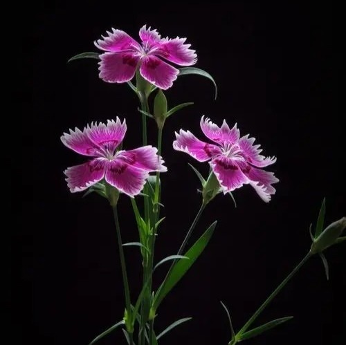传统名花石竹花