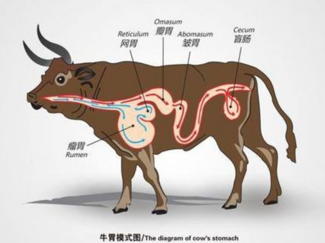牛的胃里胃酸含量低到几乎呈中性,所以很多的微生物都在牛的消化系统