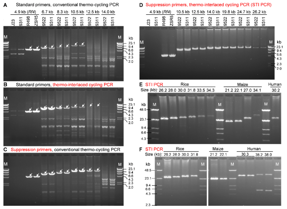 sti pcr可实现基因组dna超长片段的特异性扩增目前,体外dna合成的