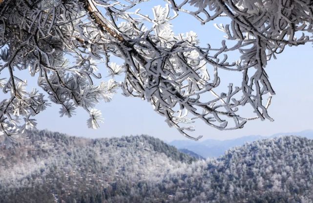 网友拍摄四明山雾凇雪景,比你想象中还美!