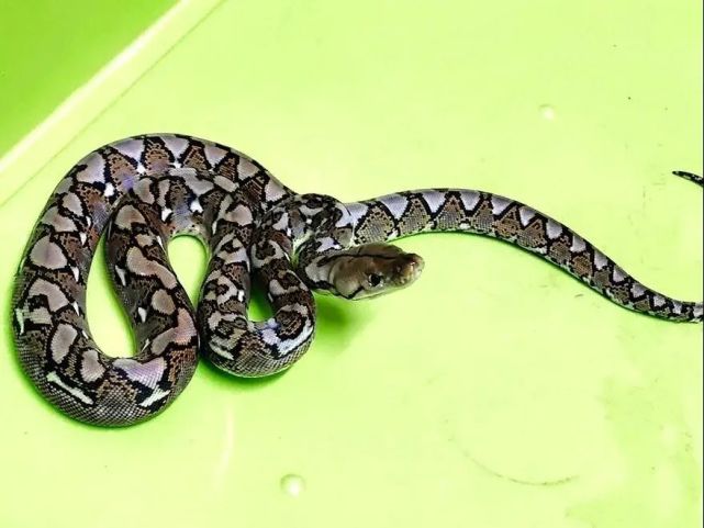 经过2次蜕皮,如今小网纹蟒体长近1米,已经可以进食了.