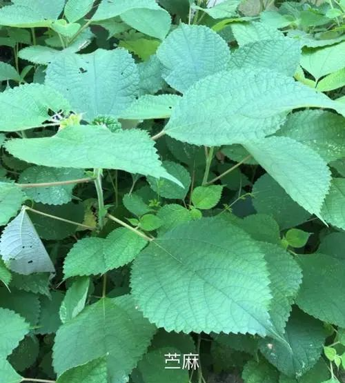 【英文名】rhizoma et radix boehmeriae【别名】苎根,野苎根,苎麻茹.