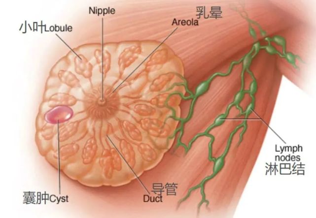 01乳腺囊肿又称单纯性囊肿又称为乳腺囊性增生及积乳囊肿.