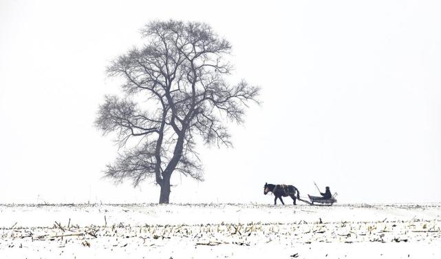 饥饿的狼群围追堵截下,松明火把救出了松花江雪道一个