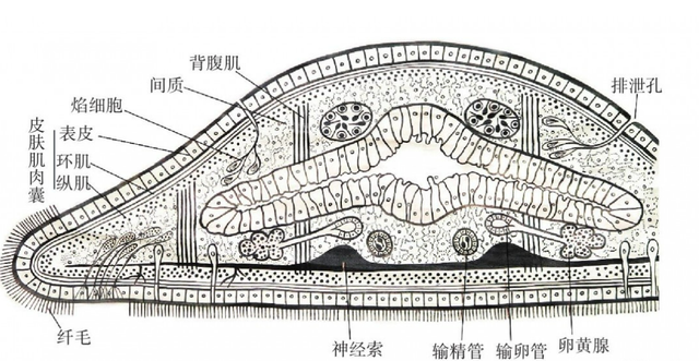 涡虫结构图 腾讯网