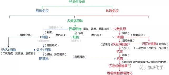 高中生物《特异性免疫》微课精讲 知识点 课件教案习题