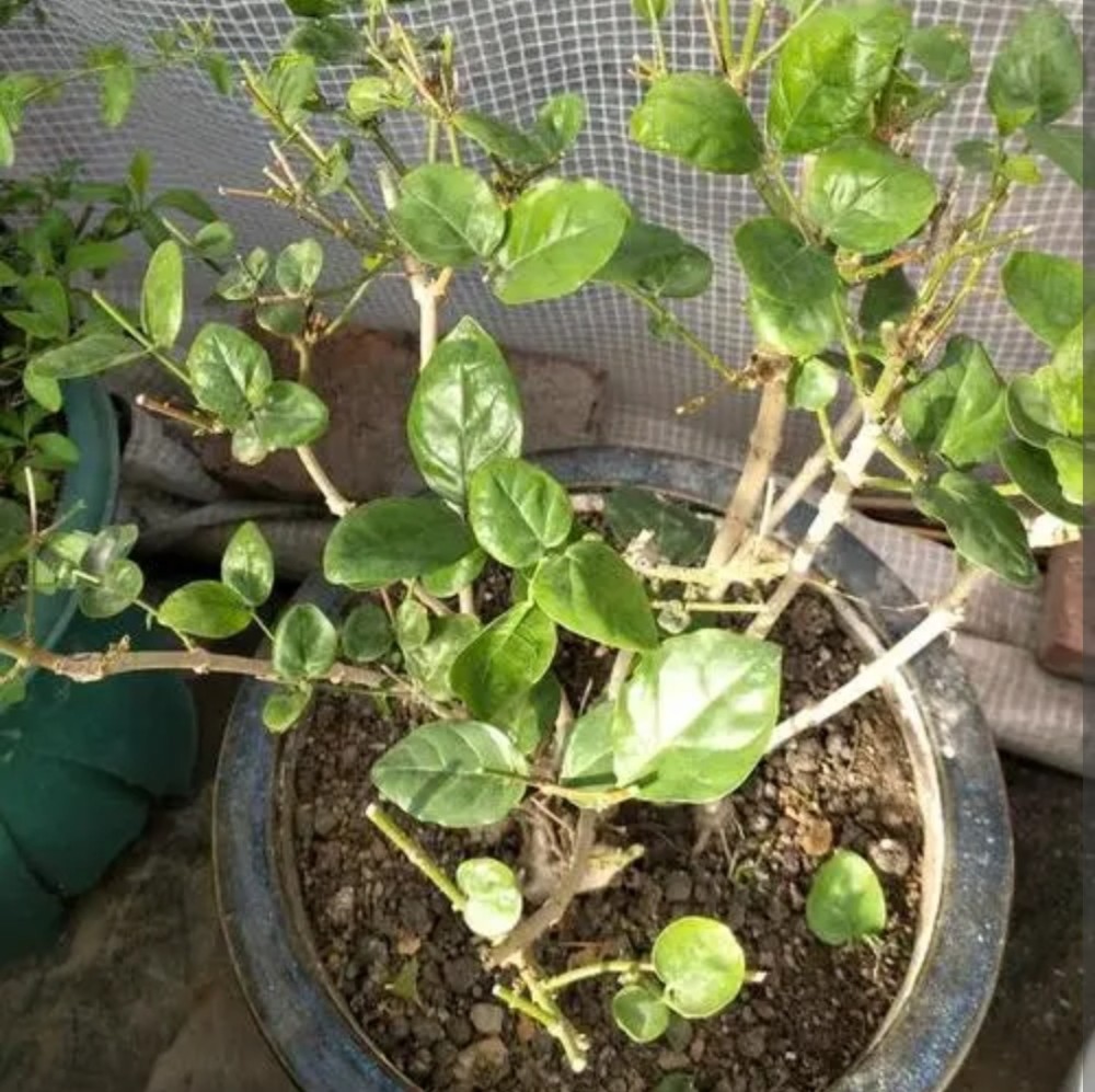 茉莉它是在新枝头上孕蕾开花,冬季给它进行一次大幅度的修剪后,春天