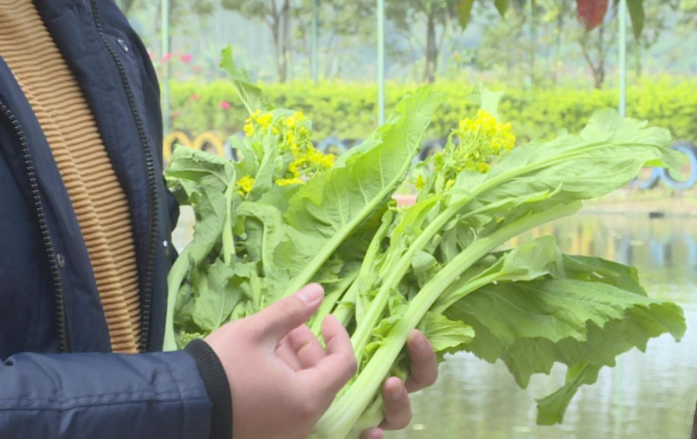 博罗福田菜心上市啦