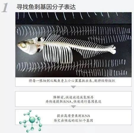 生物重大突破华中农大找到控制鱼刺的基因吃鱼不挑刺将成为现实