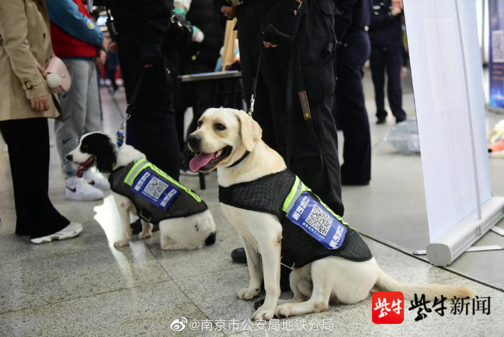 因此,它也按"灵"字辈被命名为了"灵哒,而另外两只超小号警犬兄弟