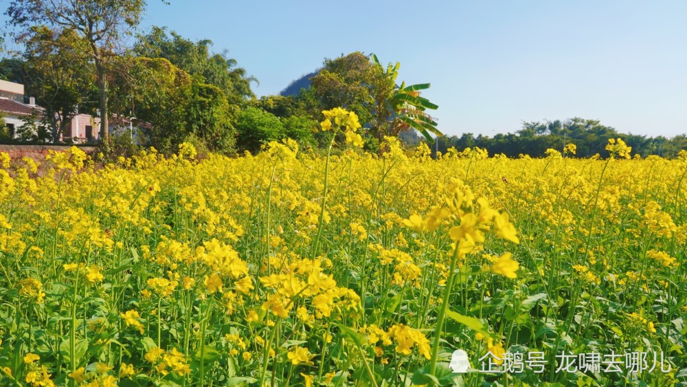 2022年的油菜花已开