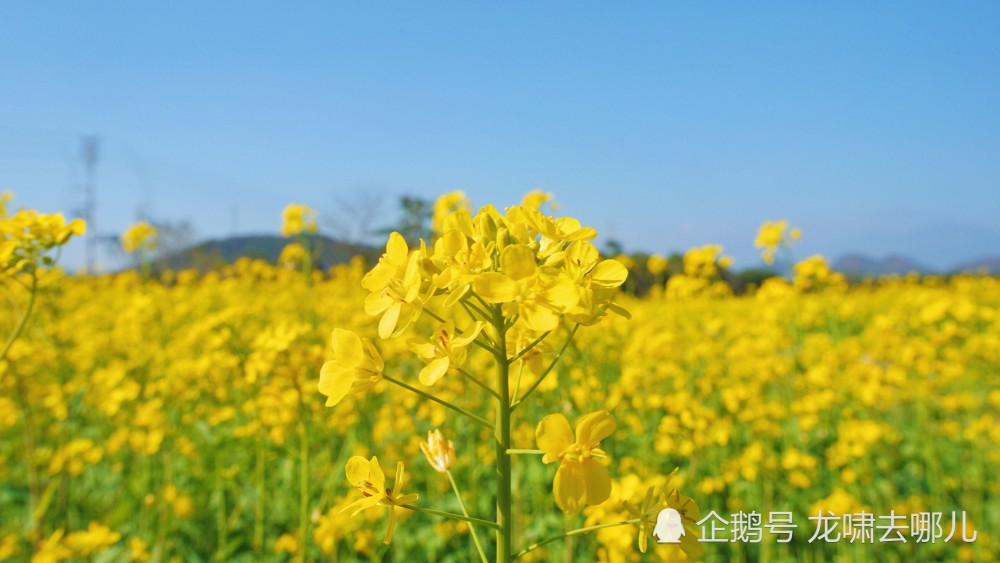 2022年的油菜花已开