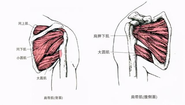 肩关节稳定肌群(提高肩关节稳定性)以及强化肩外旋肌群(改善圆肩问题)