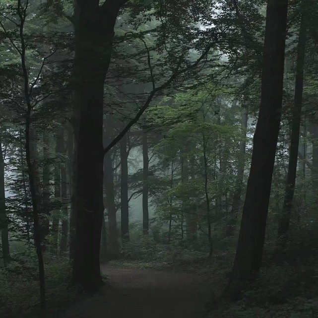 林深时见她森林系列背景组图