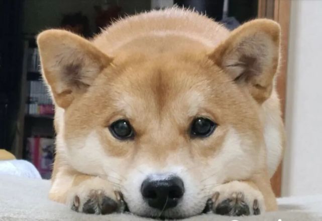 日本新晋网红柴犬出写真,每天等主人回家!笑容萌化众人