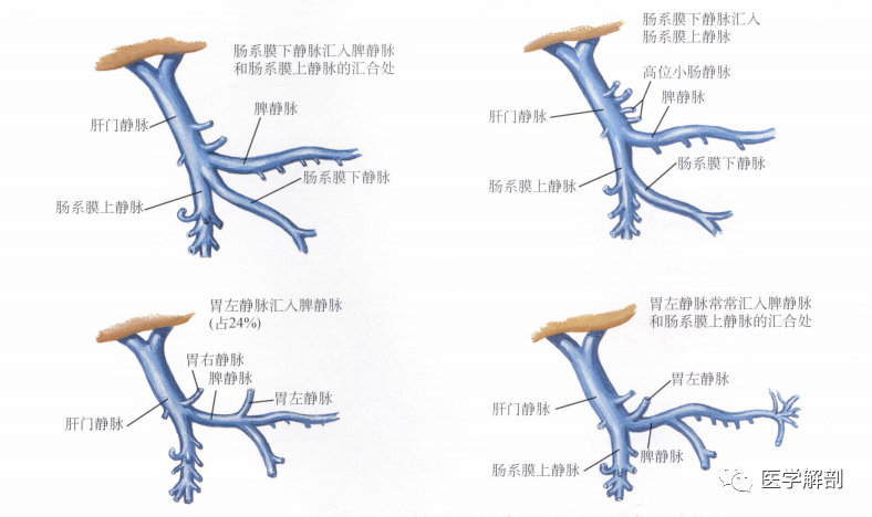 奈特解剖图谱门静脉变异和畸形