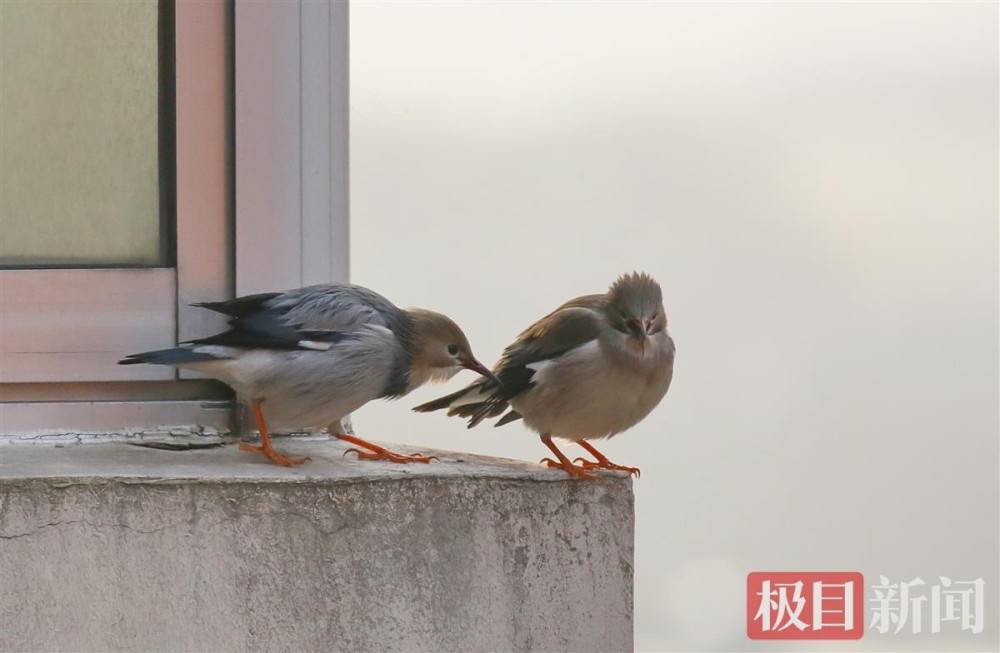 对话武汉市观鸟协会会长颜军观鸟18年鸟类让我们更懂武汉