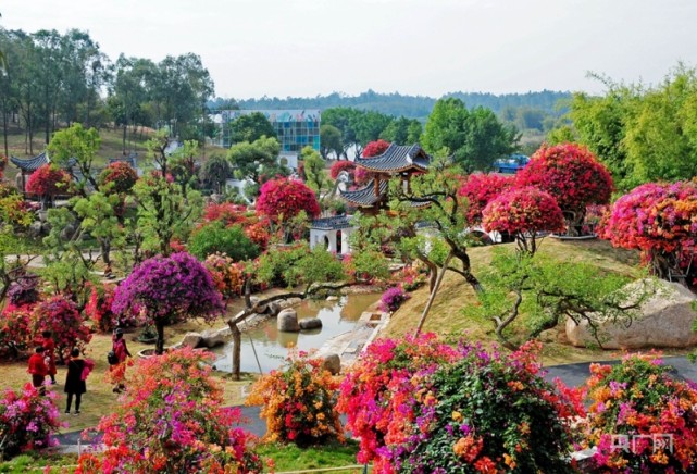 广州马岭观花植物园内景.