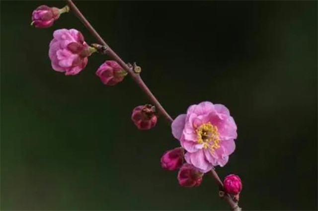 这种黄梅花的出现,填补了腊月梅花颜色的不同,因为是黄色的,又因为