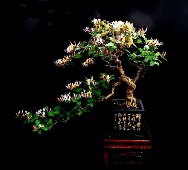 随手就种,金银花老桩盆景这么简单,赏花养生两不误,花开香满园!