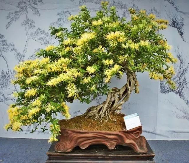养护好金银花盆景花开香满园