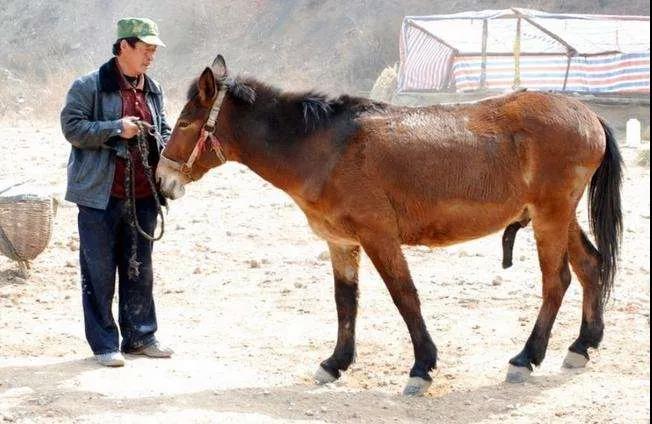 为什么说骡子怀孕必死